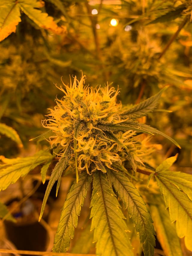 Shop THC Flowers