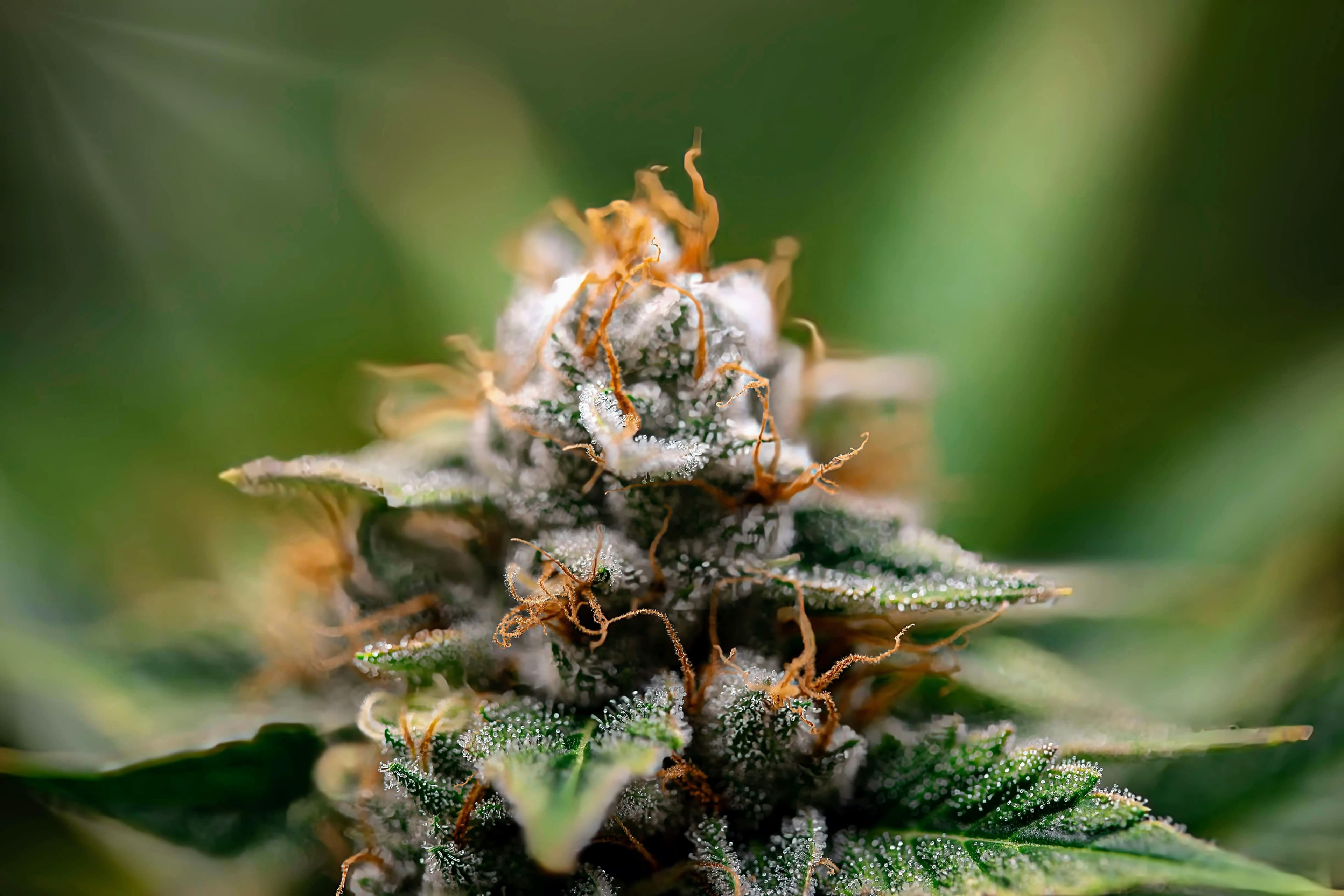 Shop THC Flowers at Gas Lit Legacy