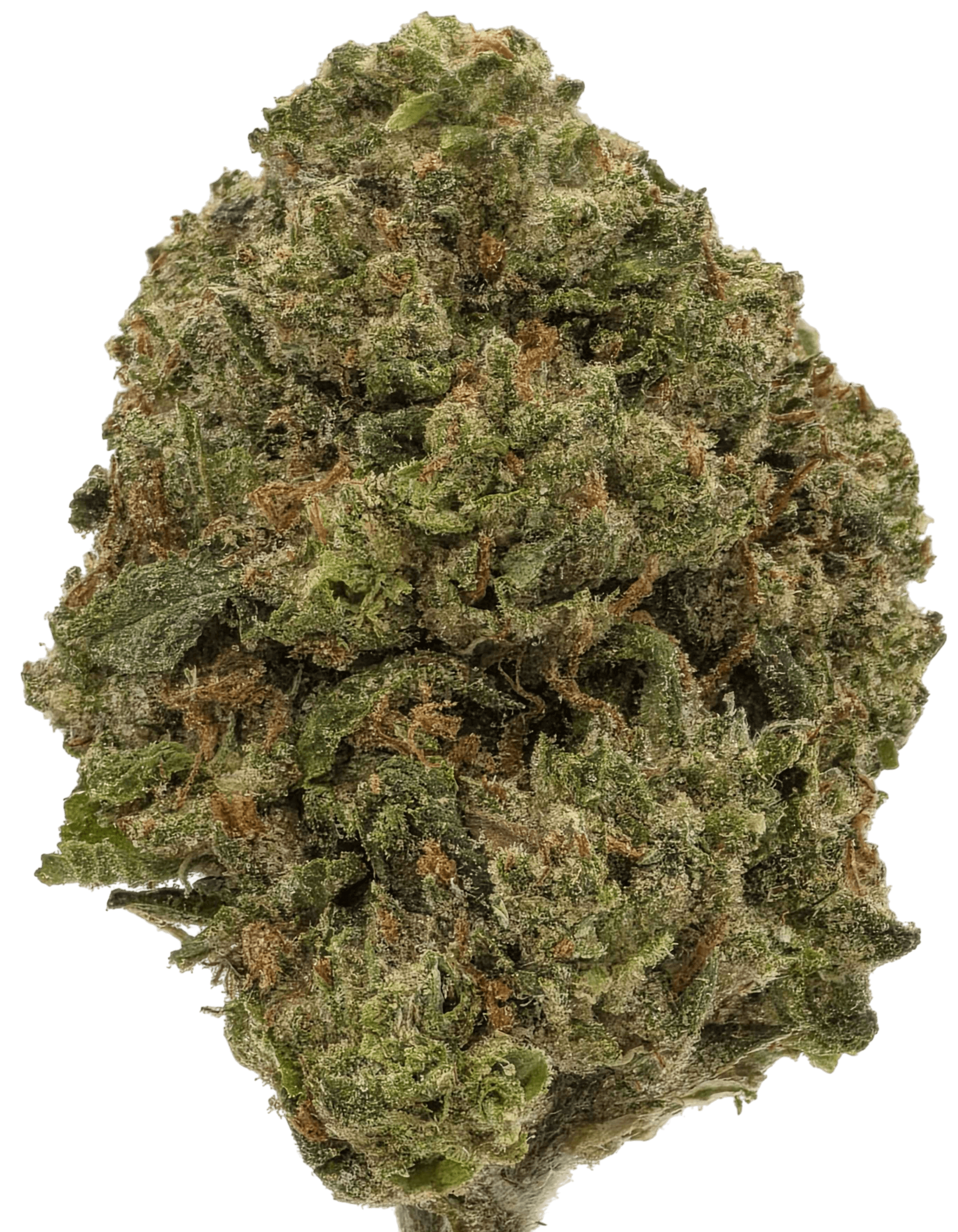 Candy Cane (Living Soil)