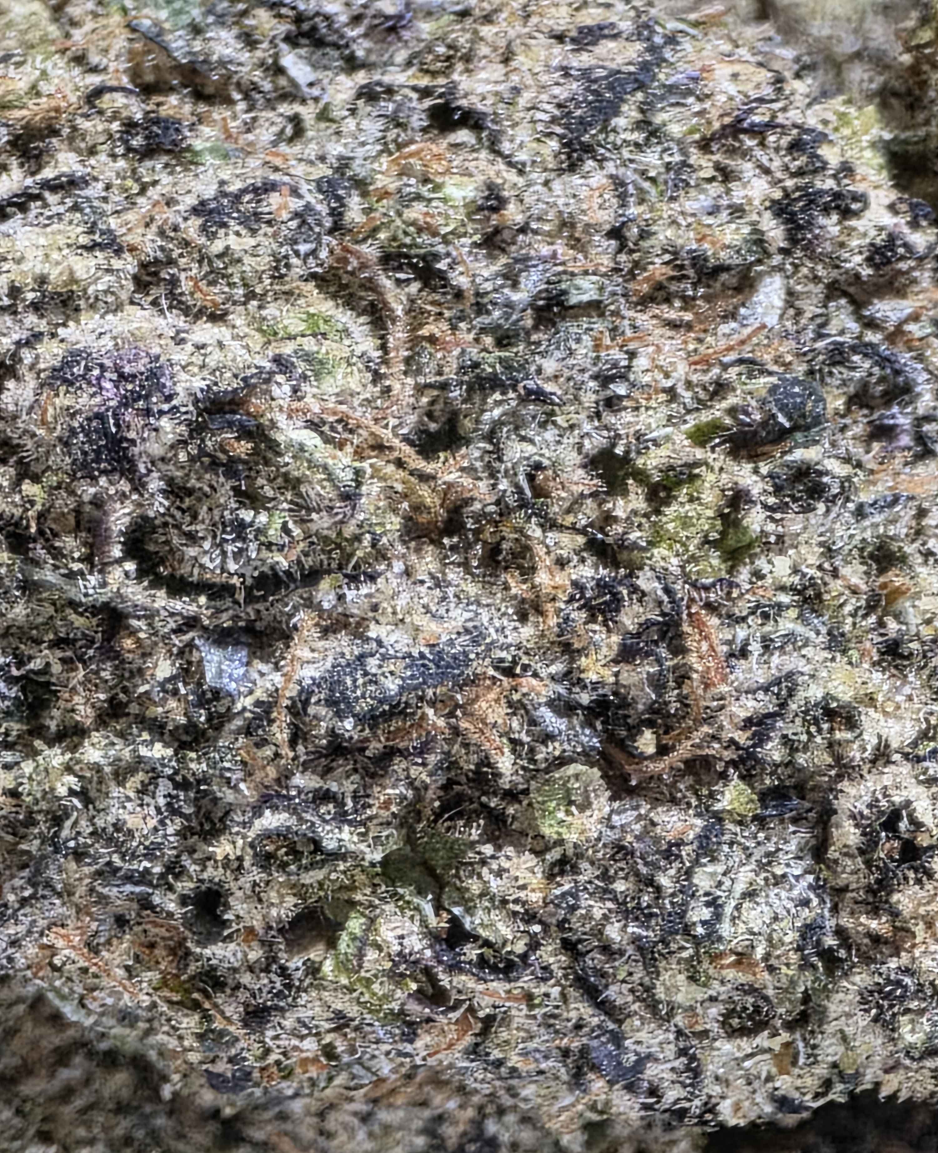 Candy Gas (Living Soil)