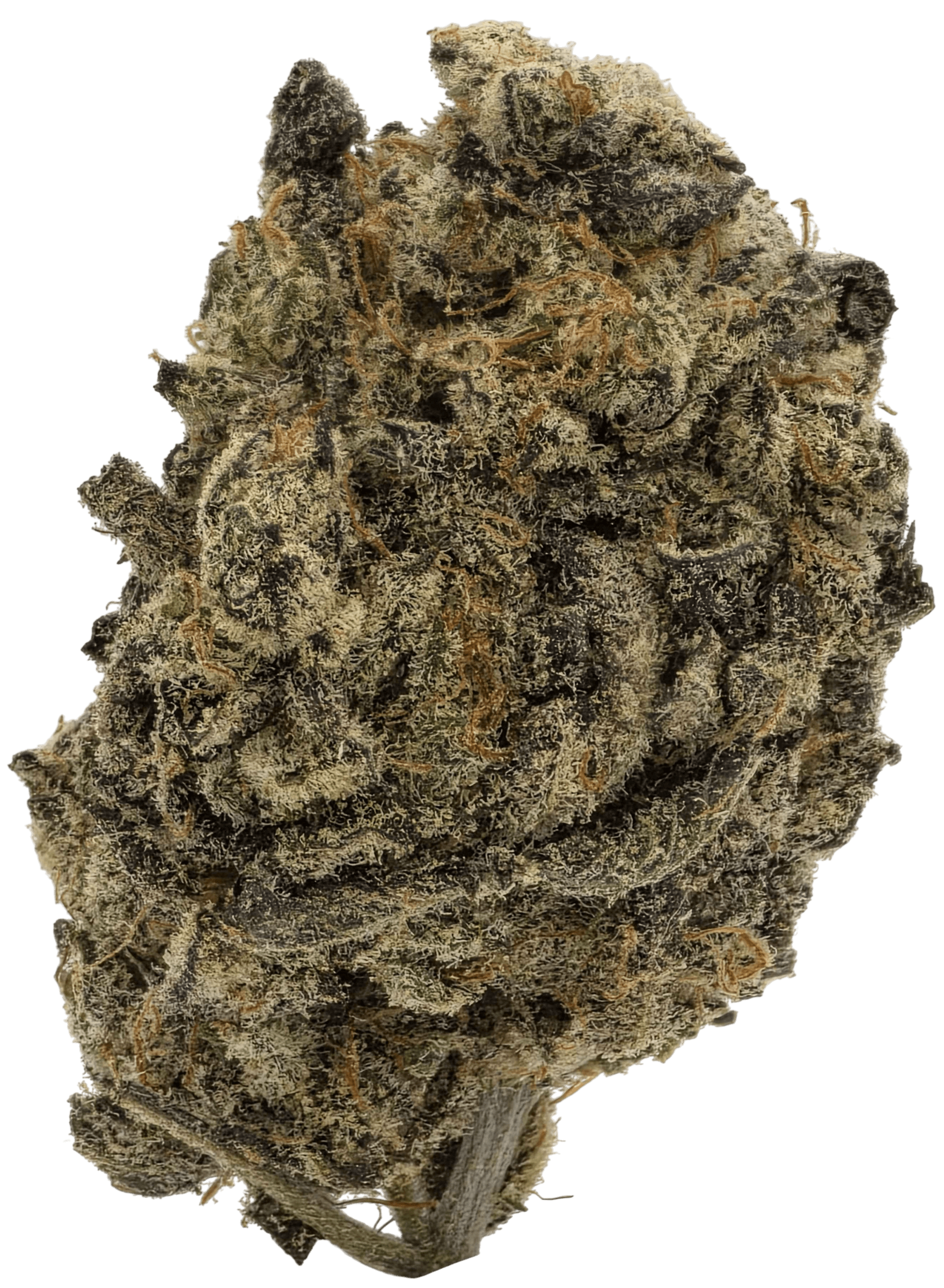 Daywalker Diesel (Living Soil)