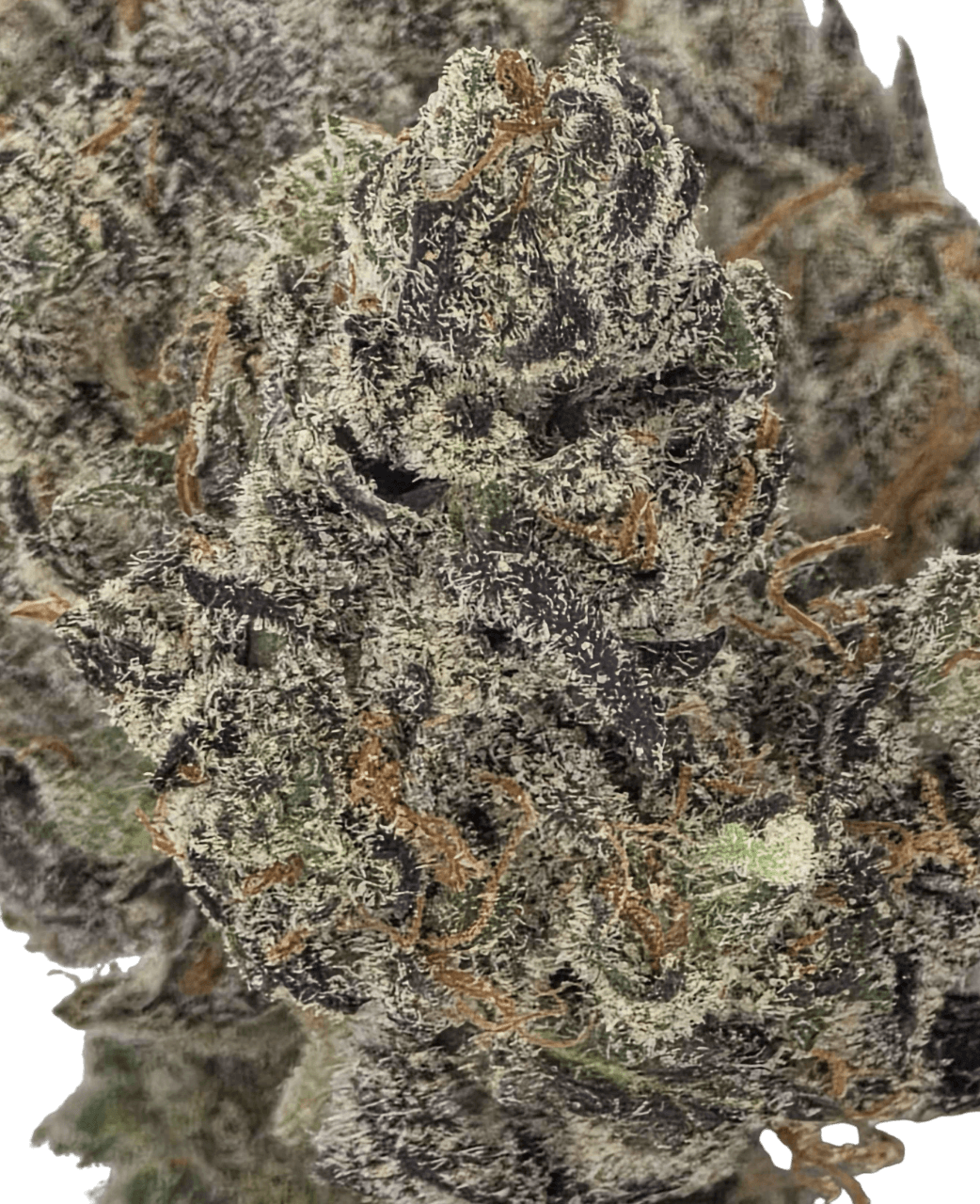 Lemon Cherry Pie (Living Soil Limited Small Batch Exclusive)