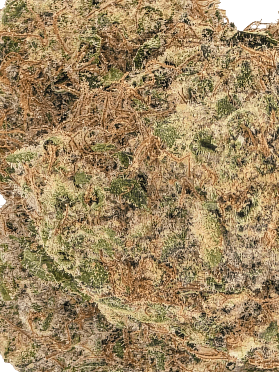 Blue Lobster (Limited Small Batch Exclusive)