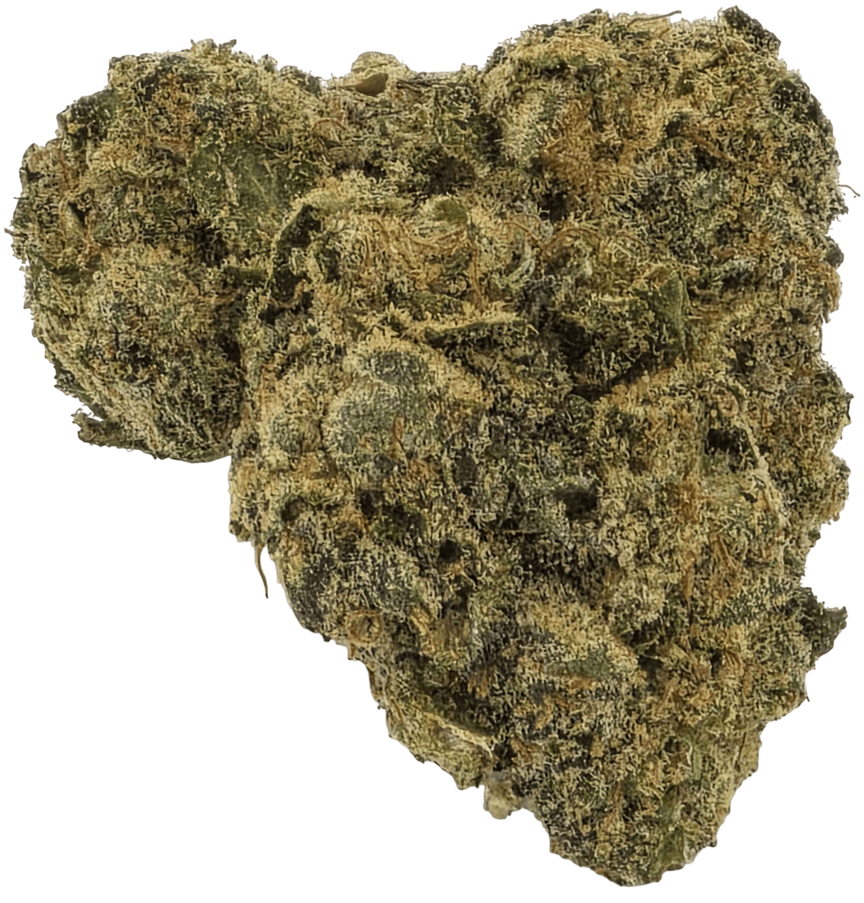 BC Road Kill (Living Soil)